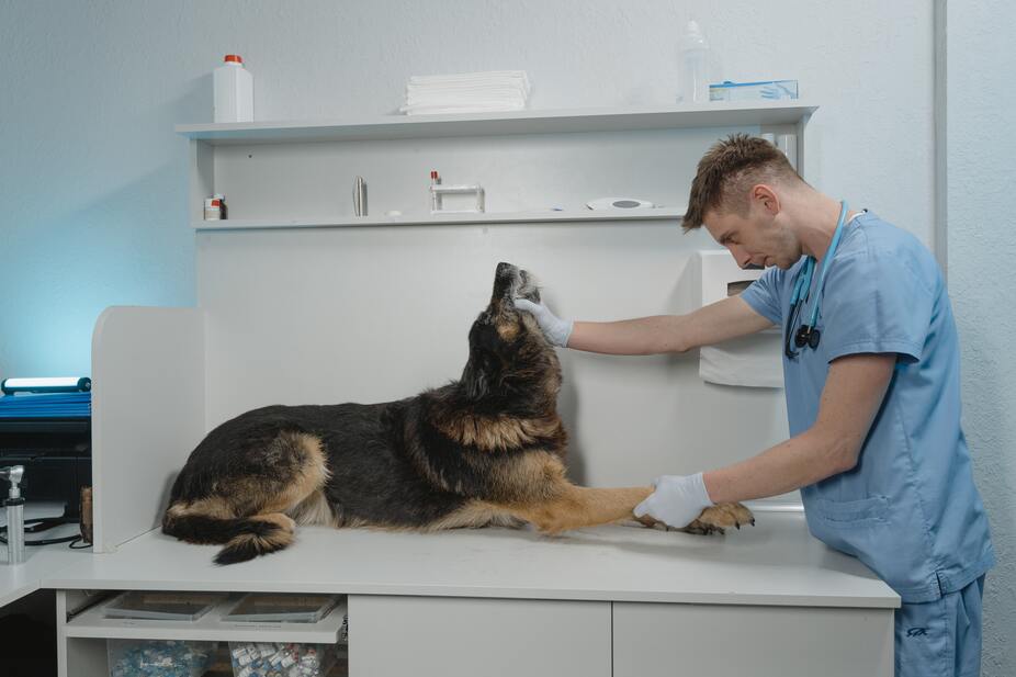 Tierarzt Bruchsal